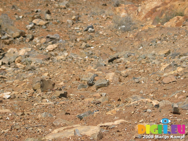 27911 Barbary Ground Squirrel